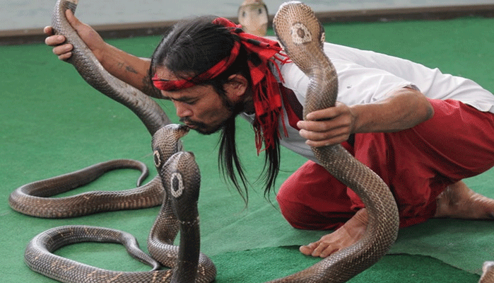 Xiếc rắn Thái Lan